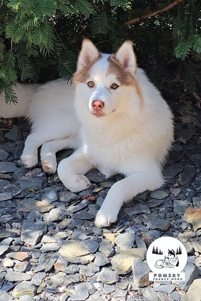 Couleurs du Pomsky : couleurs de la robe et masques