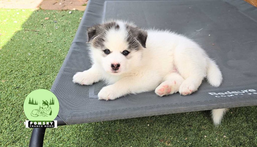 Pomsky Standar Pomsky taille adulte : standard ou mini