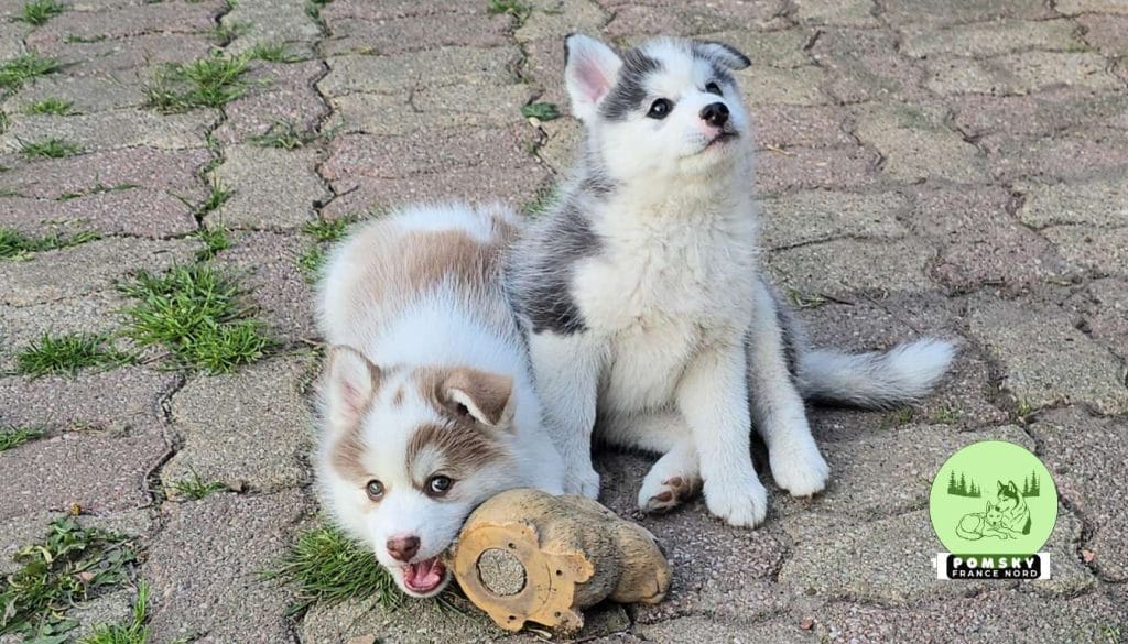 Pomsky Standar Pomsky taille adulte : standard ou mini