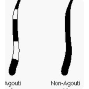 poil agouti et poil non agouti